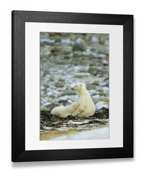 Framed Print : Polar Bear (Ursus maritimus) female nursing cub, Churchill, Manitoba, Canada Framed Print : Polar Bear (Ursus maritimus) female nursing cub, Churchill, Manitoba, Canada