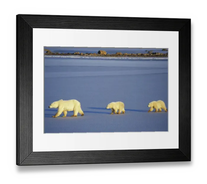 Framed Print : Polar Bears (Ursus maritimus) female with 2 cubs walking on frozen pond, Churchill Framed Print : Polar Bears (Ursus maritimus) female with 2 cubs walking on frozen pond, Churchill