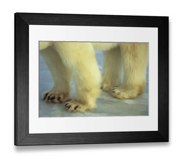 Framed Print : Polar Bear (Ursus maritimus) feet, Churchill, Manitoba, Canada Framed Print : Polar Bear (Ursus maritimus) feet, Churchill, Manitoba, Canada