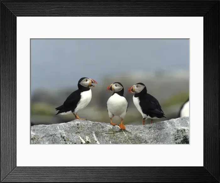 Framed Print : Atlantic Puffins (Fratercula arctica) Machias Seal Island, Canada