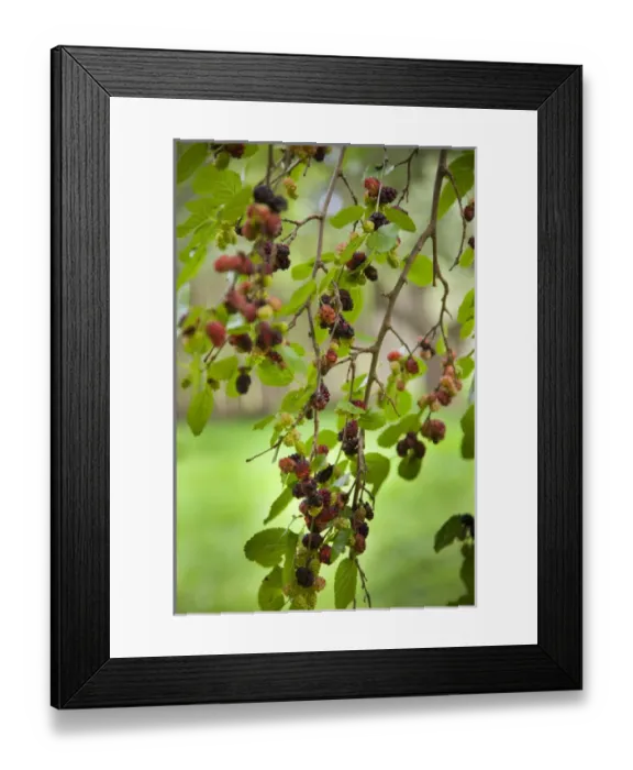 Framed Print : Traditional foods such as berries were gathered by the Iroquois Indians of the Six Framed Print : Traditional foods such as berries were gathered by the Iroquois Indians of the Six