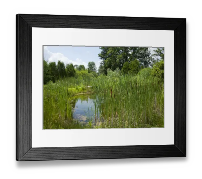 Framed Print : Sweet Grass Gardens Nursery carries several rare or hard-to-find species such as Framed Print : Sweet Grass Gardens Nursery carries several rare or hard-to-find species such as