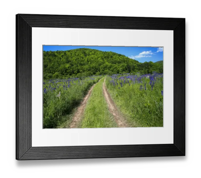 Framed Print : North America, Canada, Novs Scotia, Cape breton, trail in field Framed Print : North America, Canada, Novs Scotia, Cape breton, trail in field