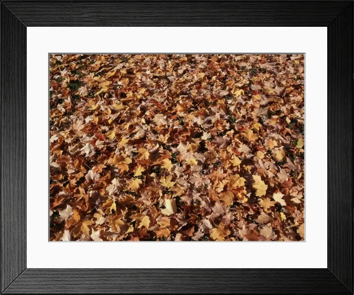 Framed Print : Canada, Ontario, Kitchener, View of sugar maple leaves Framed Print : Canada, Ontario, Kitchener, View of sugar maple leaves