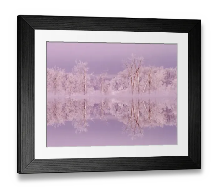 Framed Print : Canada, Ottawa, Ottawa River. Frosted trees mirrored on Shirleys Bay. Credit as Framed Print : Canada, Ottawa, Ottawa River. Frosted trees mirrored on Shirleys Bay. Credit as