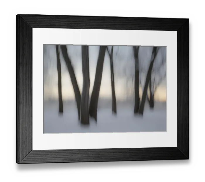 Framed Print : Canada, Ottawa, Ottawa River. Abstract of tree trunks in snow Framed Print : Canada, Ottawa, Ottawa River. Abstract of tree trunks in snow