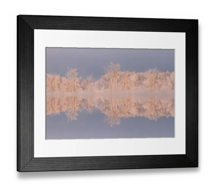 Framed Print : Canada, Ottawa, Ottawa River. Frosted trees mirrored on Shirleys Bay. Credit as Framed Print : Canada, Ottawa, Ottawa River. Frosted trees mirrored on Shirleys Bay. Credit as