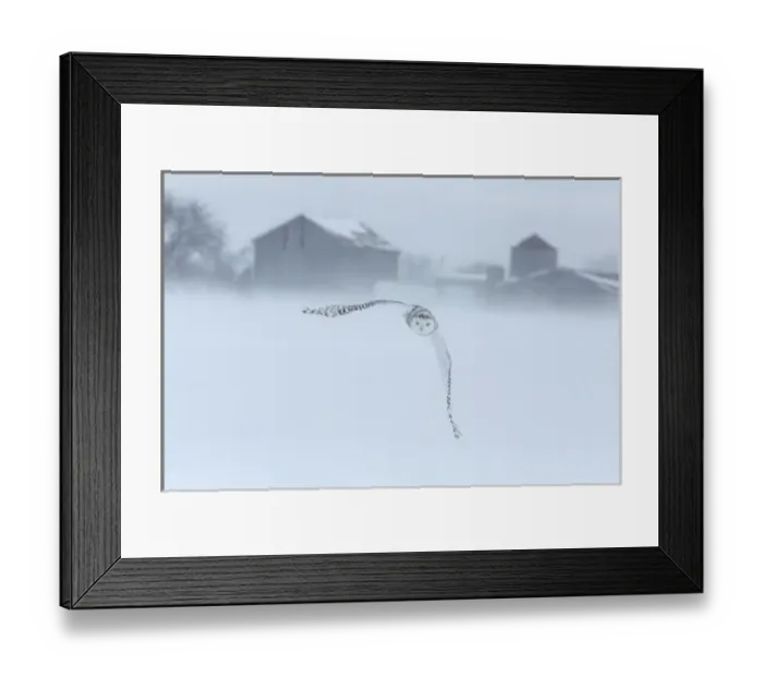 Framed Print : Canada, Ontario, Barrie. Snowy owl in flight Framed Print : Canada, Ontario, Barrie. Snowy owl in flight