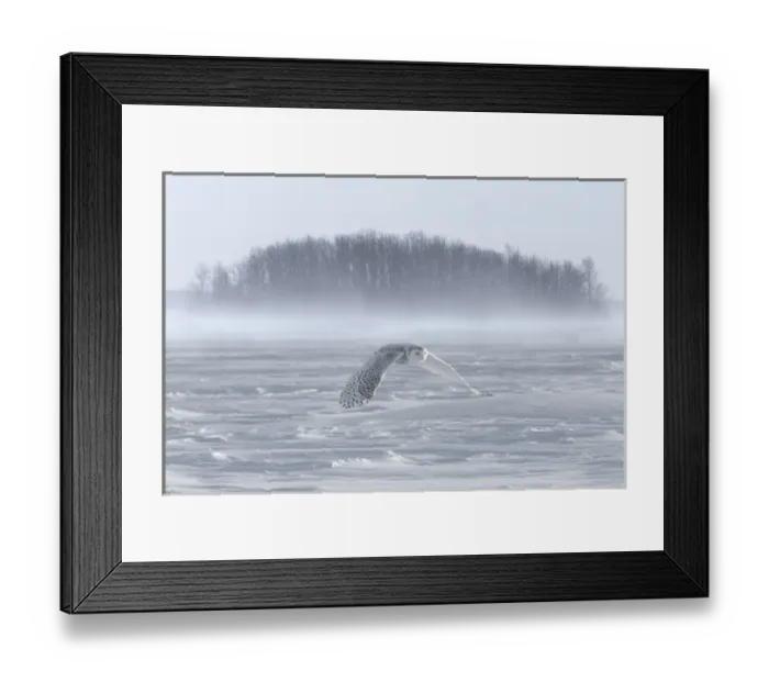 Framed Print : Canada, Ontario, Barrie. Snowy owl in flight Framed Print : Canada, Ontario, Barrie. Snowy owl in flight