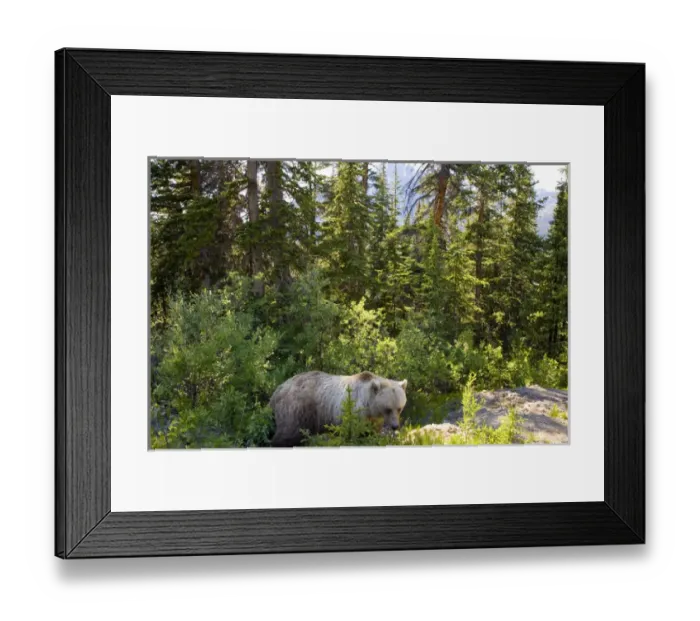 Framed Print : Grizzly bear (Ursus arctos horribilis), Moraine Lake, Banff National Park, Alberta Framed Print : Grizzly bear (Ursus arctos horribilis), Moraine Lake, Banff National Park, Alberta