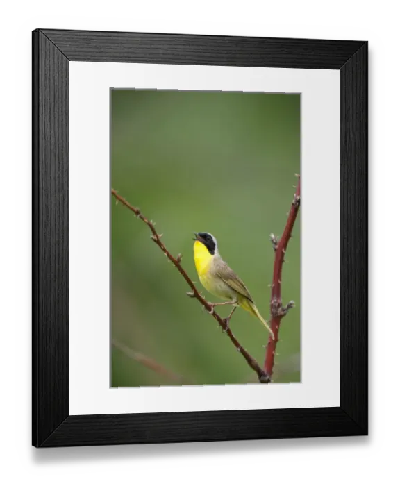 Framed Print : Canada, Quebec, Mount St-Bruno Conservation Park. Common yellowthroat singing. Credit as Framed Print : Canada, Quebec, Mount St-Bruno Conservation Park. Common yellowthroat singing. Credit as