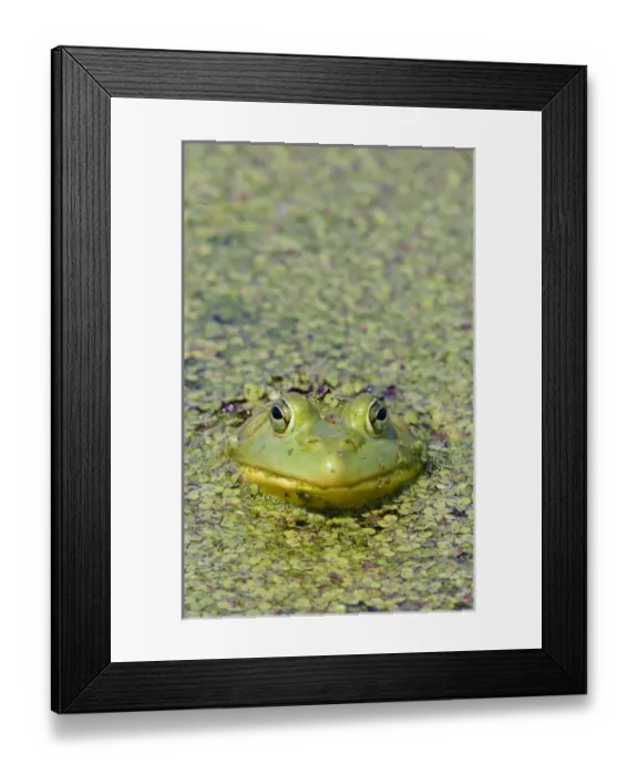 Framed Print : Canada, Quebec, Boucherville. Green frog in duckweed Framed Print : Canada, Quebec, Boucherville. Green frog in duckweed