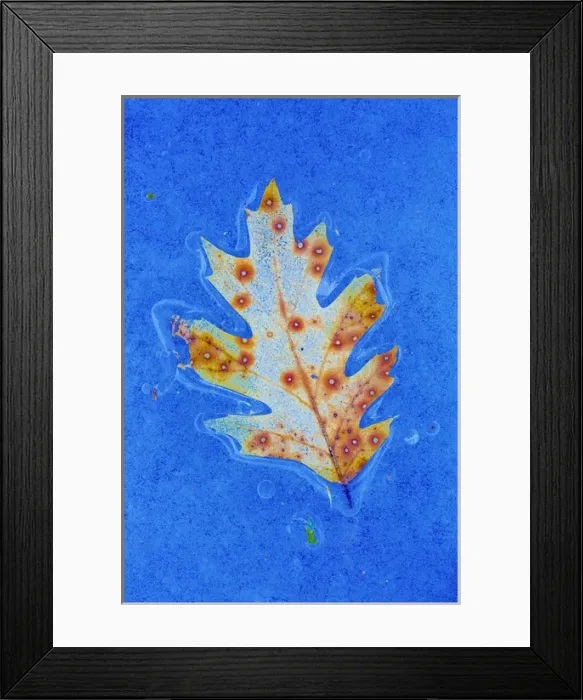 Framed Print : Canada, Quebec, Mount St-Bruno Conservation Park. Red oak leaf caught in ice. Credit as Framed Print : Canada, Quebec, Mount St-Bruno Conservation Park. Red oak leaf caught in ice. Credit as