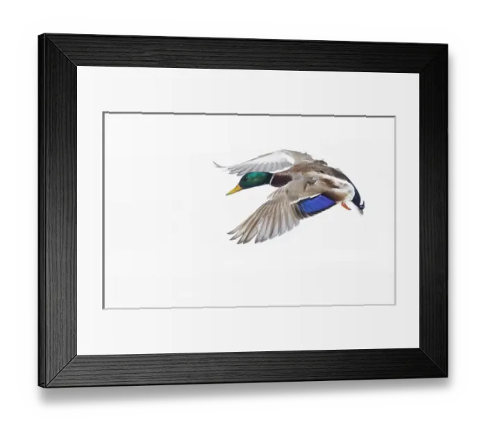 Framed Print : Canada, Quebec, St-Catherine. Mallard drake landing