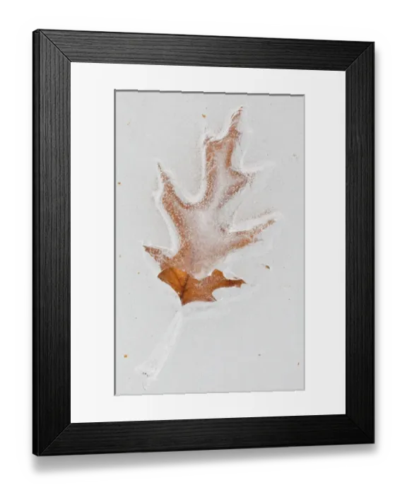 Framed Print : Canada, Quebec, Mount St-Bruno Conservation Park. Red oak leaf caught in ice. Credit as Framed Print : Canada, Quebec, Mount St-Bruno Conservation Park. Red oak leaf caught in ice. Credit as