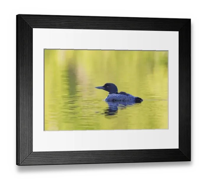 Framed Print : Canada, Quebec, Eastman. Common loon with sleeping chick on back Framed Print : Canada, Quebec, Eastman. Common loon with sleeping chick on back