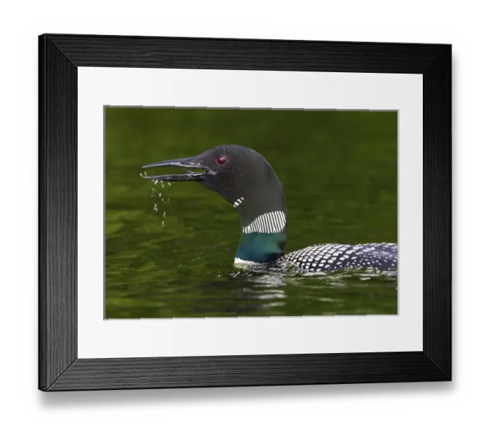 Framed Print : Canada, Quebec, Eastman. Common loon calling Framed Print : Canada, Quebec, Eastman. Common loon calling