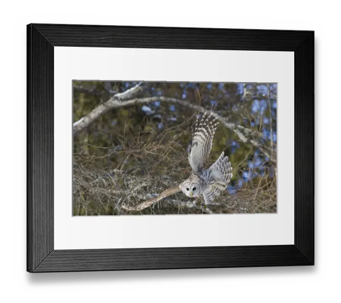 Framed Print : Canada, Quebec, Beauport. Great gray owl flying