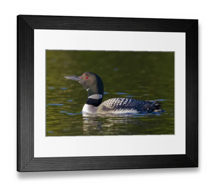 Framed Print : Canada, Quebec, Eastman. Common loon swimming Framed Print : Canada, Quebec, Eastman. Common loon swimming