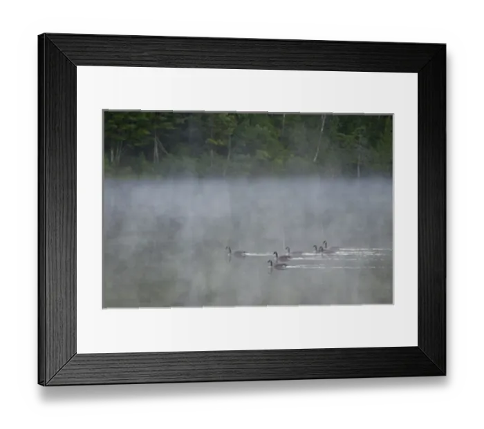 Framed Print : Canada, Quebec. Canada geese in fog. Credit as: Gilles Delisle / Jaynes Gallery / DanitaDelimont Framed Print : Canada, Quebec. Canada geese in fog. Credit as: Gilles Delisle / Jaynes Gallery / DanitaDelimont