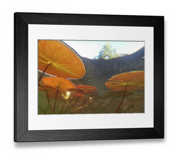 Framed Print : Canada, Quebec, Eastman. Underwater view of water lilies Framed Print : Canada, Quebec, Eastman. Underwater view of water lilies