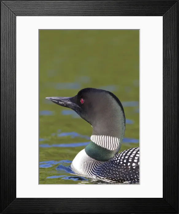 Framed Print : Canada, Quebec, Eastman. Common loon in water
