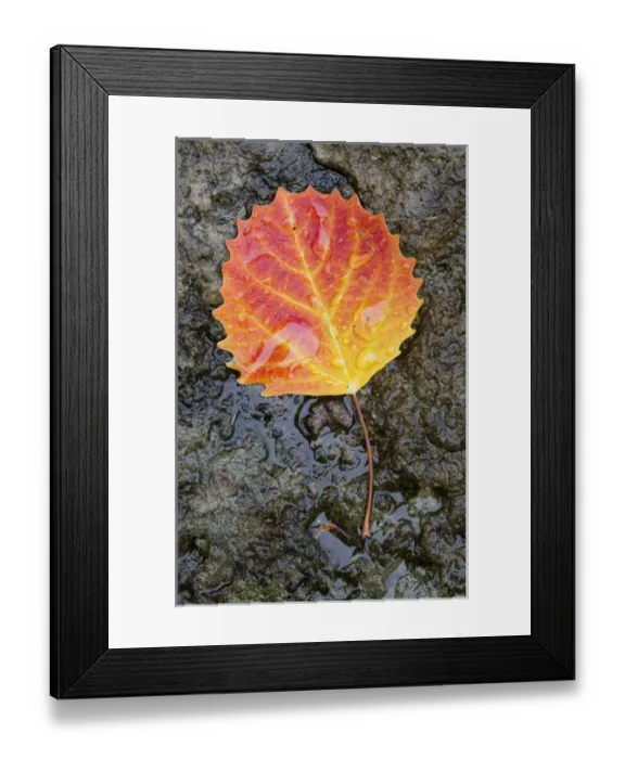 Framed Print : Canada, Quebec, Mount St-Bruno Conservation Park. Big tooth aspen leaf after rain Framed Print : Canada, Quebec, Mount St-Bruno Conservation Park. Big tooth aspen leaf after rain