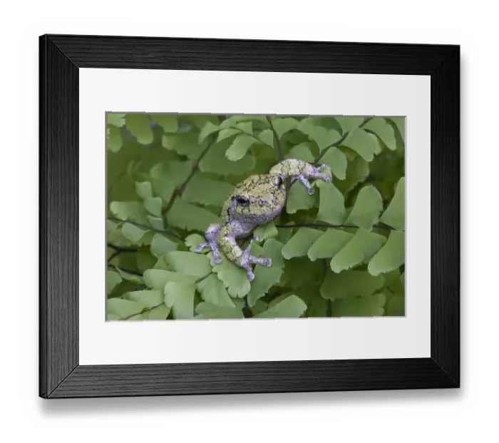 Framed Print : Canada, Quebec, Mount St-Bruno Conservation Park. Gray treefrog on maidenhair fern Framed Print : Canada, Quebec, Mount St-Bruno Conservation Park. Gray treefrog on maidenhair fern
