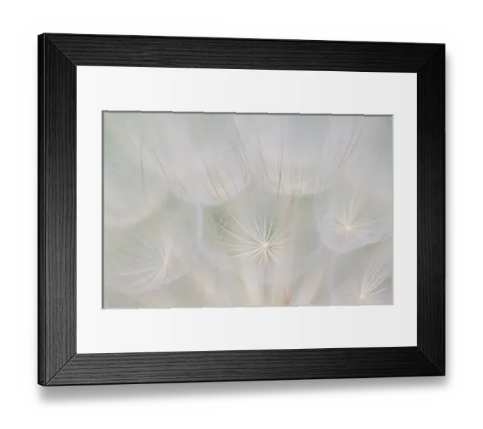 Framed Print : Canada, Quebec, Mount St-Bruno Conservation Park. Goatsbeard seed head. Credit as Framed Print : Canada, Quebec, Mount St-Bruno Conservation Park. Goatsbeard seed head. Credit as