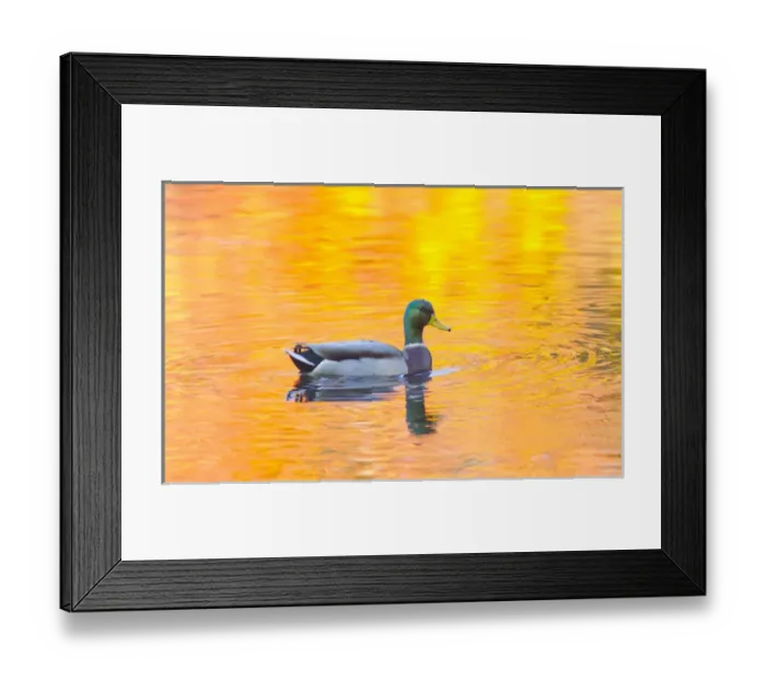 Framed Print : Canada, Quebec, Mount St-Bruno Conservation Park. Mallard drake autumn-colored water