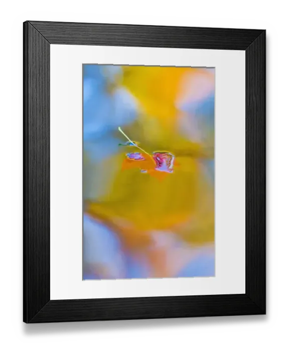 Framed Print : Canada, Quebec, Mount St-Bruno Conservation Park. Red maple leaf on autumn pool. Credit as Framed Print : Canada, Quebec, Mount St-Bruno Conservation Park. Red maple leaf on autumn pool. Credit as