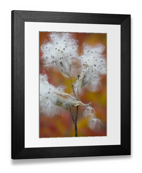 Framed Print : Canada, Quebec, Mount St-Bruno Conservation Park. Milkweed releasing seeds. Credit as Framed Print : Canada, Quebec, Mount St-Bruno Conservation Park. Milkweed releasing seeds. Credit as