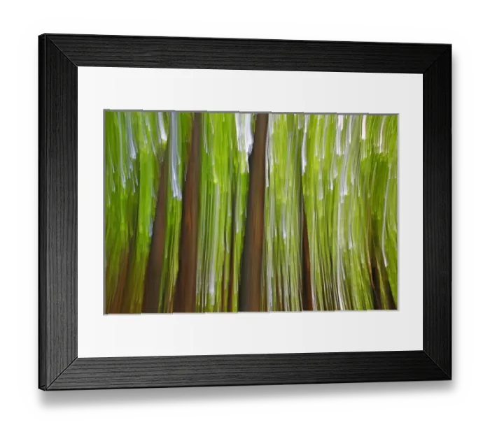 Framed Print : Canada, Quebec, Mount St-Bruno Conservation Park. Maple grove abstract at sunset Framed Print : Canada, Quebec, Mount St-Bruno Conservation Park. Maple grove abstract at sunset