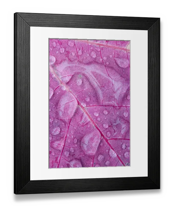 Framed Print : Canada, Quebec, Mount St-Bruno Conservation Park. Rain water on red maple leaf. Credit as
