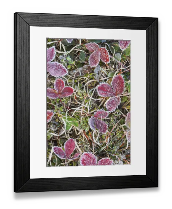 Framed Print : Canada, Quebec, Mount St-Bruno Conservation Park. Frost-covered strawberry leaves