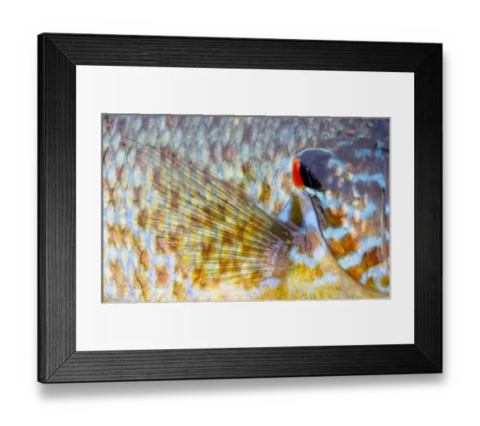 Framed Print : Canada, Quebec, Eastman. Pumpkinseed fish close-up Framed Print : Canada, Quebec, Eastman. Pumpkinseed fish close-up