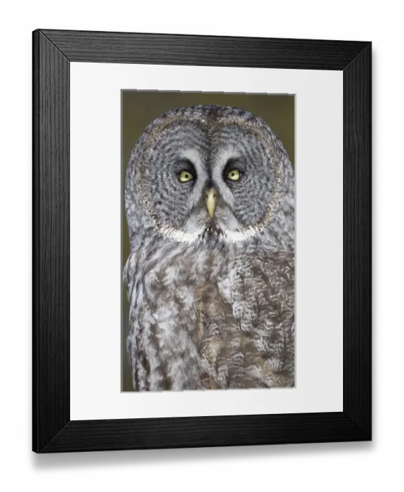 Framed Print : Canada, Quebec, Beauport. Great gray owl close-up Framed Print : Canada, Quebec, Beauport. Great gray owl close-up