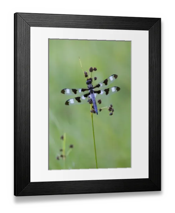 Framed Print : Canada, Quebec, Mount St-Bruno Conservation Park. Twelve-spot skimmer. Credit as