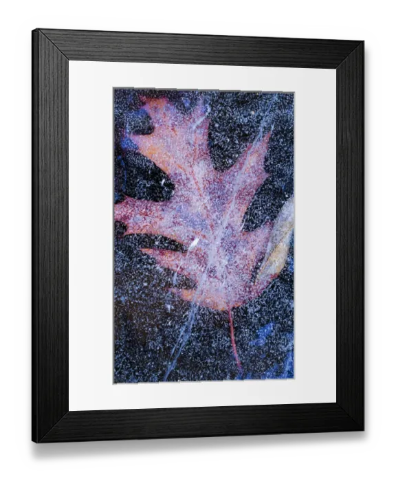 Framed Print : Canada, Quebec, Mount St-Bruno Conservation Park. Red oak leaf under lake ice. Credit as Framed Print : Canada, Quebec, Mount St-Bruno Conservation Park. Red oak leaf under lake ice. Credit as