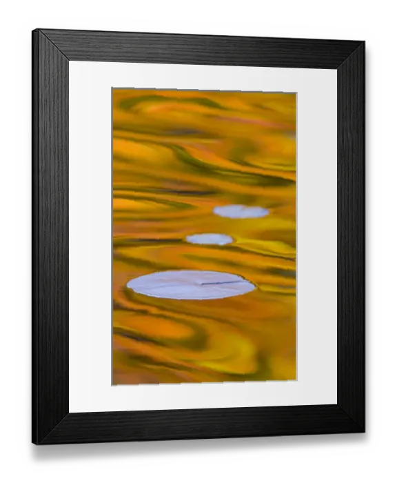Framed Print : Canada, Quebec, Mount St-Bruno Conservation Park. Water lily pads and fall reflections Framed Print : Canada, Quebec, Mount St-Bruno Conservation Park. Water lily pads and fall reflections