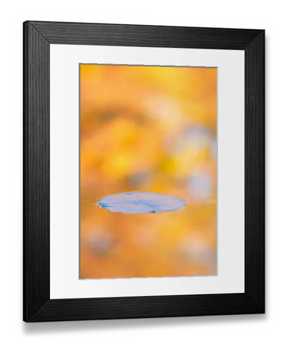 Framed Print : Canada, Quebec, Mount St-Bruno Conservation Park. Water lily pad and fall reflections Framed Print : Canada, Quebec, Mount St-Bruno Conservation Park. Water lily pad and fall reflections