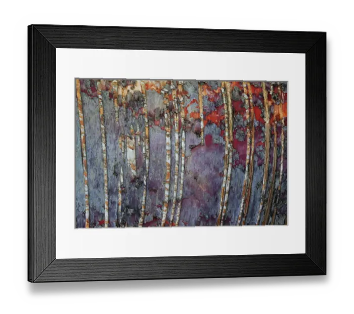 Framed Print : Canada, Quebec, Mount St-Bruno Conservation Park. White birch root bark patterns