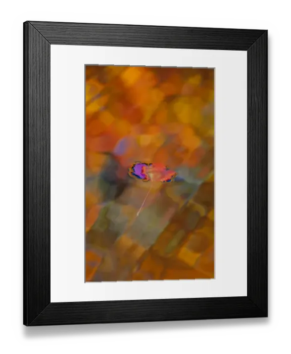 Framed Print : Canada, Quebec, Mount St-Bruno Conservation Park. Red maple leaf on autumn-colored pool Framed Print : Canada, Quebec, Mount St-Bruno Conservation Park. Red maple leaf on autumn-colored pool