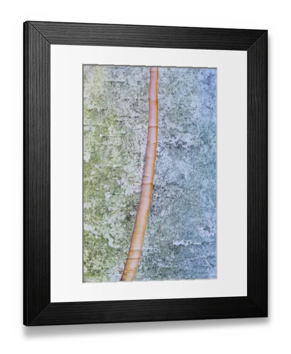 Framed Print : Canada, Quebec, Mount St-Bruno Conservation Park. Split paper birch bark detail. Credit as Framed Print : Canada, Quebec, Mount St-Bruno Conservation Park. Split paper birch bark detail. Credit as