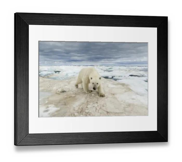 Framed Print : Canada, Nunavut Territory, Repulse Bay, Polar Bear (Ursus arctos) walking across Framed Print : Canada, Nunavut Territory, Repulse Bay, Polar Bear (Ursus arctos) walking across