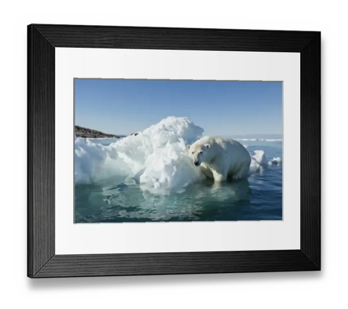 Framed Print : Canada, Nunavut Territory, Polar Bear (Ursus maritimus) climbing onto melting iceberg Framed Print : Canada, Nunavut Territory, Polar Bear (Ursus maritimus) climbing onto melting iceberg