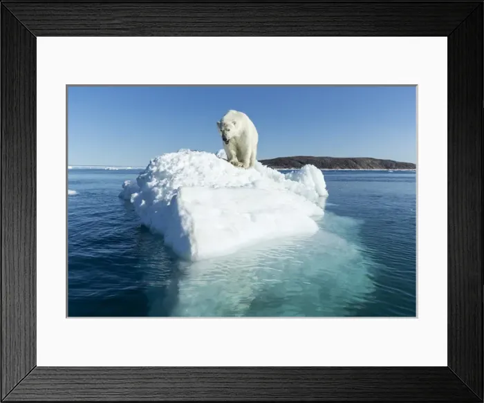Framed Print : Canada, Nunavut Territory, Polar Bear (Ursus maritimus) climbing onto melting iceberg Framed Print : Canada, Nunavut Territory, Polar Bear (Ursus maritimus) climbing onto melting iceberg