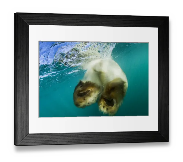 Framed Print : Canada, Nunavut Territory, Underwater view of Polar Bear (Ursus maritimus) swimming