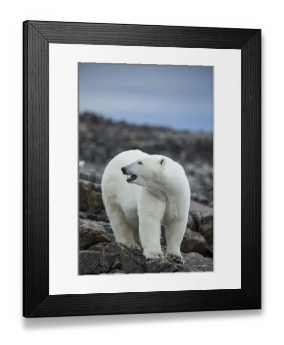 Framed Print : Canada, Nunavut Territory, Repulse Bay, Polar Bear (Ursus maritimus) standing along Framed Print : Canada, Nunavut Territory, Repulse Bay, Polar Bear (Ursus maritimus) standing along