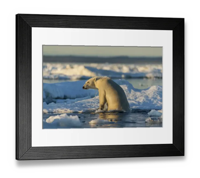 Framed Print : Canada, Nunavut Territory, Polar Bear (Ursus maritimus) climbing onto melting sea Framed Print : Canada, Nunavut Territory, Polar Bear (Ursus maritimus) climbing onto melting sea
